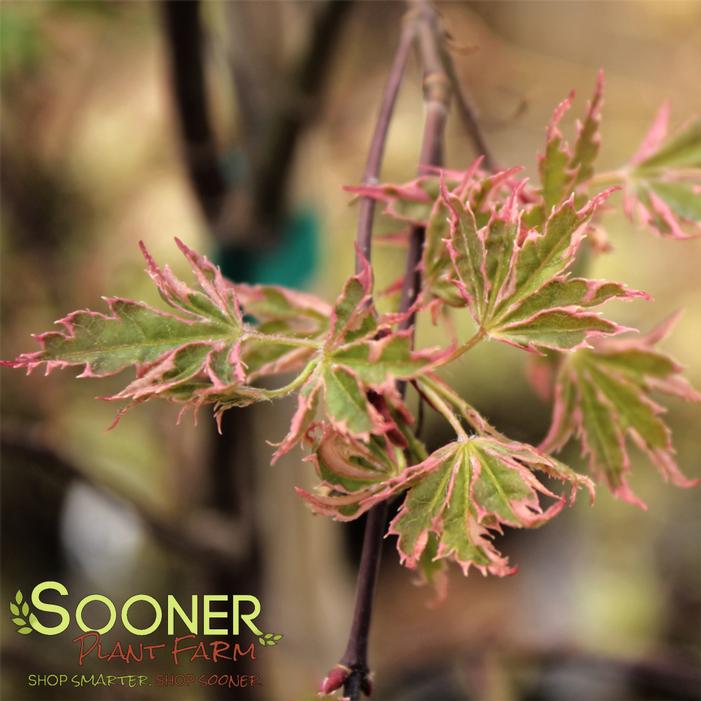 MAMA FU JAPANESE MAPLE