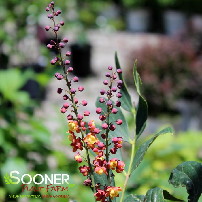 DRAGON SCALES™ MAHONIA