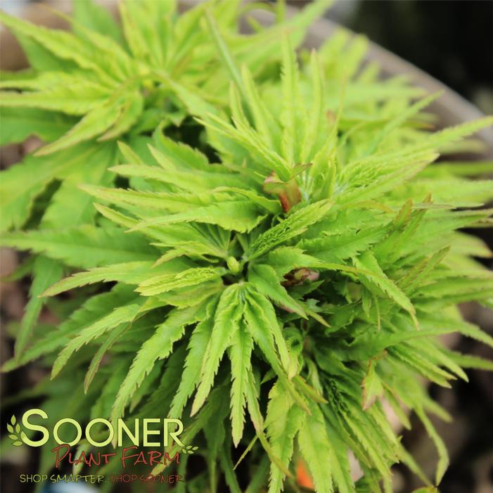 TATTOO DWARF JAPANESE MAPLE