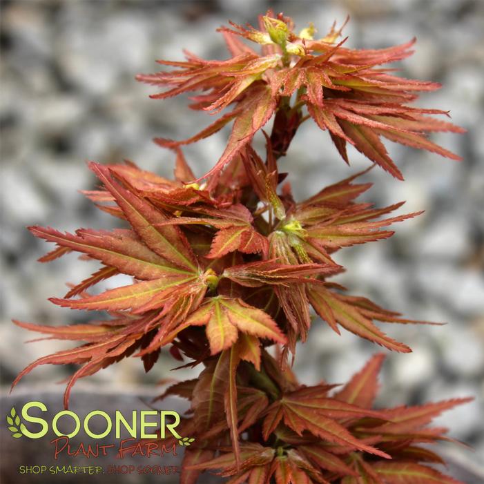 MYSTIC MIKAWA DWARF JAPANESE MAPLE