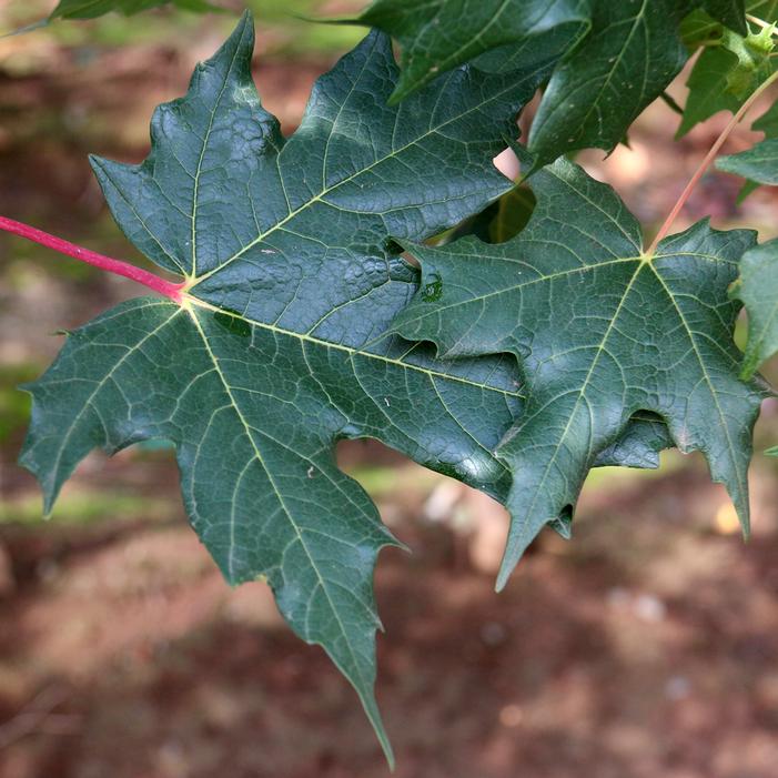 POWDER KEG® CADDO SUGAR MAPLE