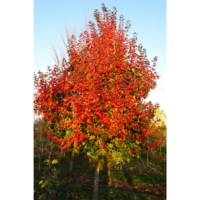 RUBY SUNSET® MAPLE