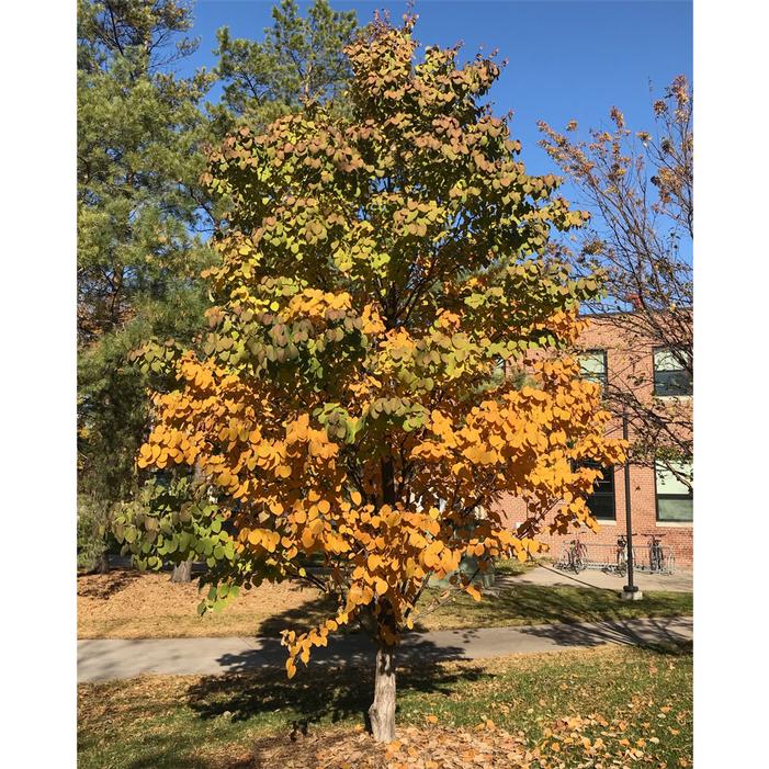 KOOLKAT® KATSURA TREE
