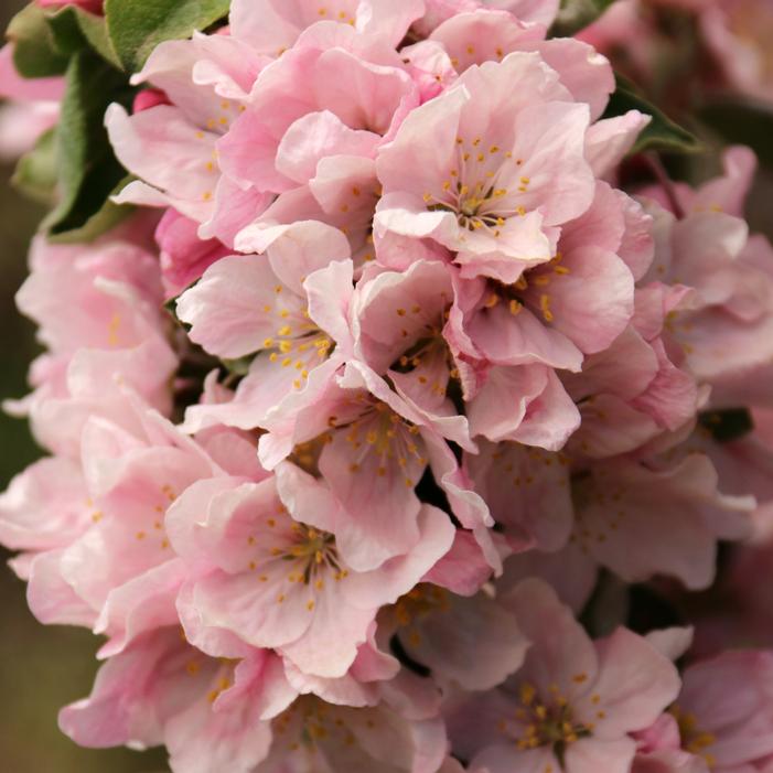 CORAL SPEAR® CRABAPPLE