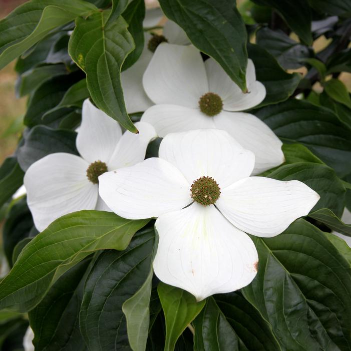 STARLIGHT® DOGWOOD