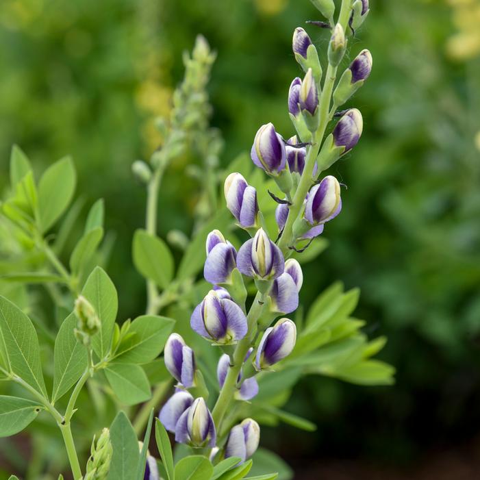 MUSICAL DUET FALSE INDIGO
