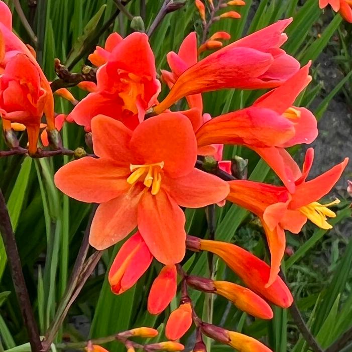 PEACH MELBA MONTBRETIA