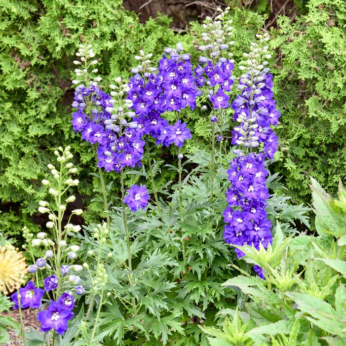 VIOLETS ARE BLUE DELPHINIUM