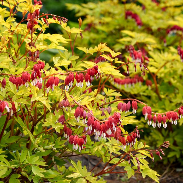 HEARTS ON FIRE BLEEDING HEART