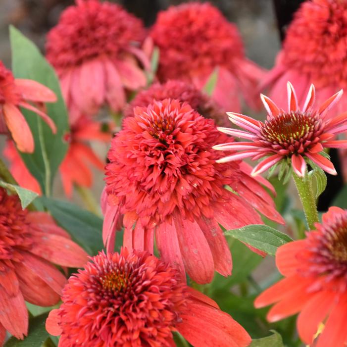 DOUBLE DIPPED® JAMBERRY CONEFLOWER
