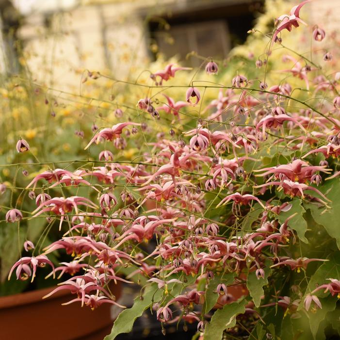 HUGS AND KISSES EPIMEDIUM