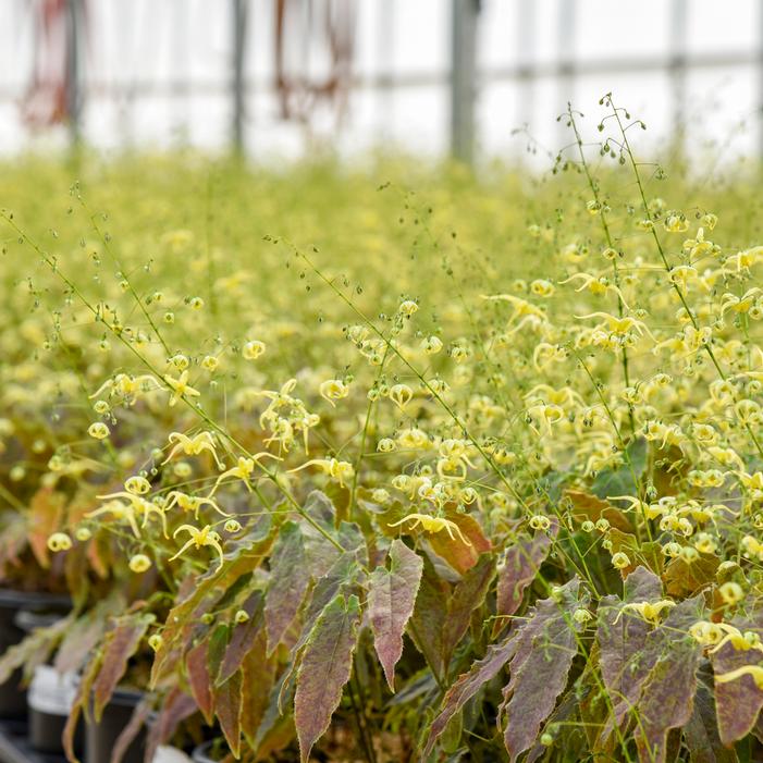 WOODLAND ELF EPIMEDIUM