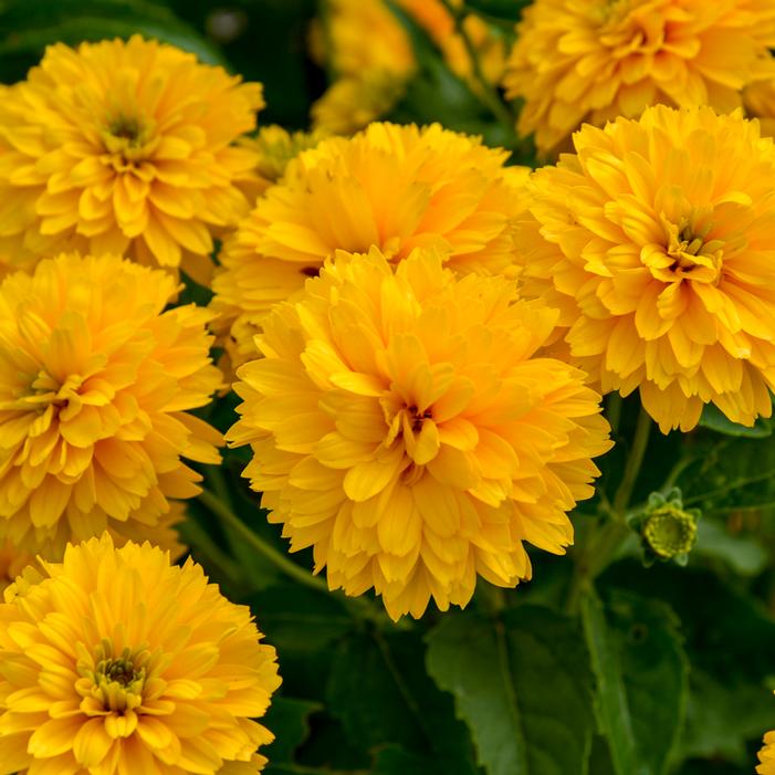 RAYS FOR DAYS FALSE SUNFLOWER