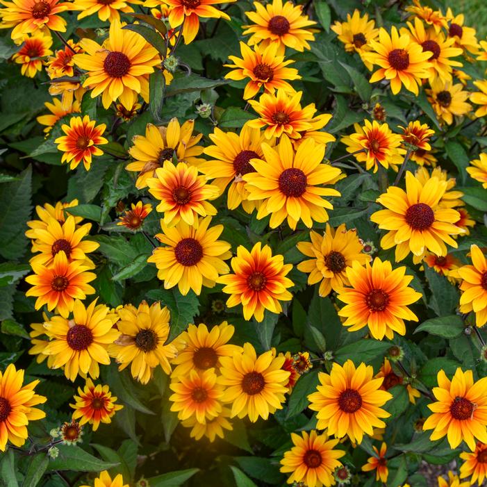SUNDIAL FALSE SUNFLOWER