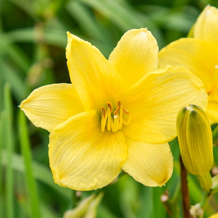 BRIGHT NOTE DAYLILY