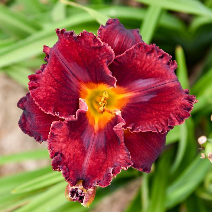GOTHIC GRENADINE DAYLILY