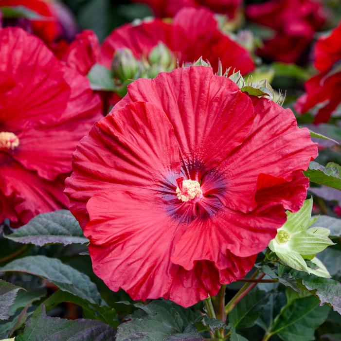 SUMMERIFIC® GARNET GLOBES HARDY HIBISCUS
