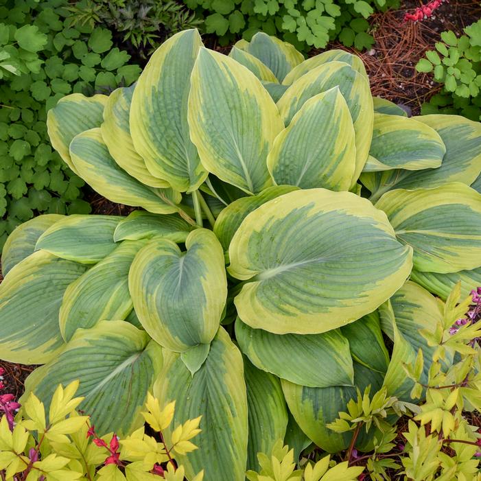 SHADOWLAND® CHANCE ENCOUNTER HOSTA