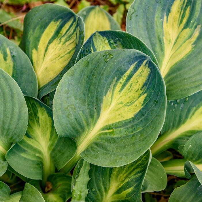MOUSEKETEER HOSTA