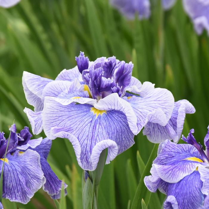 CENTER OF ATTENTION JAPANESE IRIS