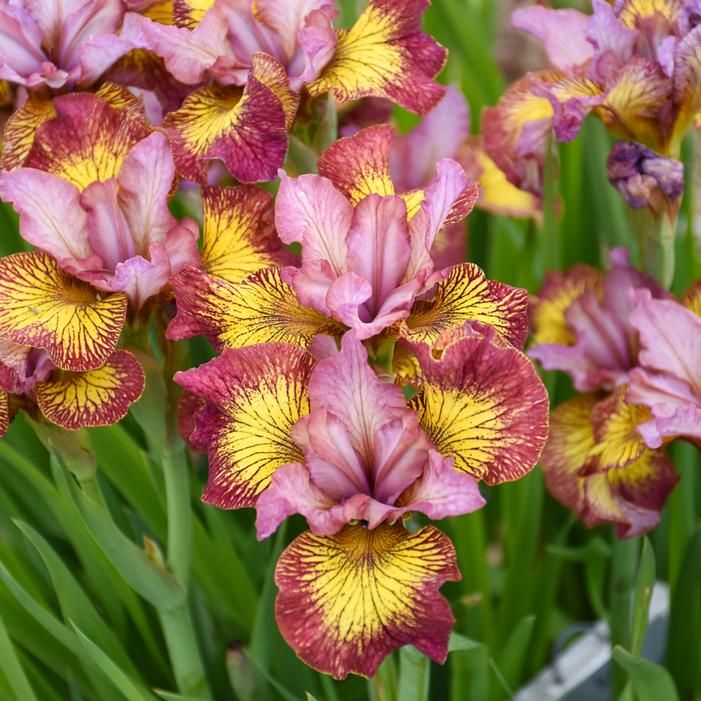 FIDDLES ON FIRE SIBERIAN IRIS