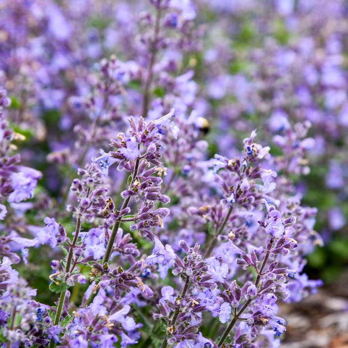 CATWALK QUEEN CATMINT