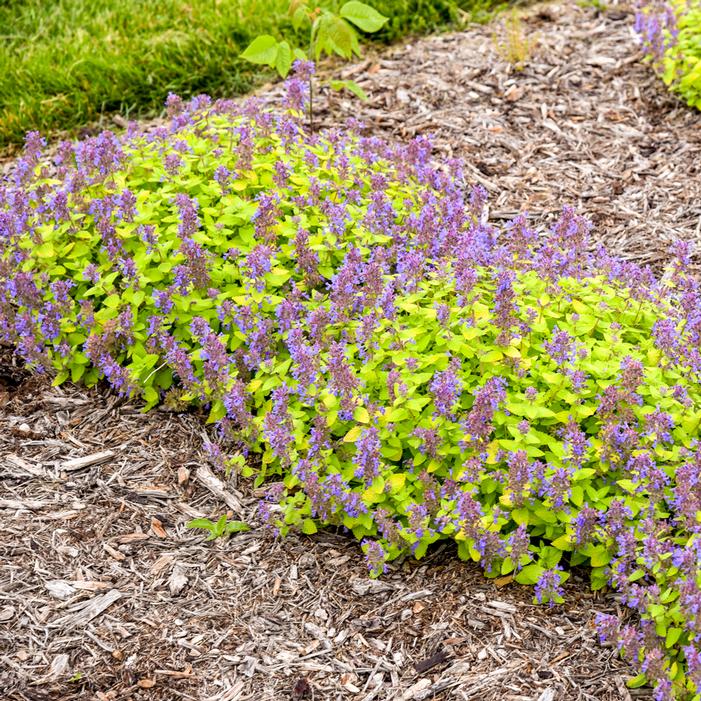 LEMON PURRFECTION CATMINT