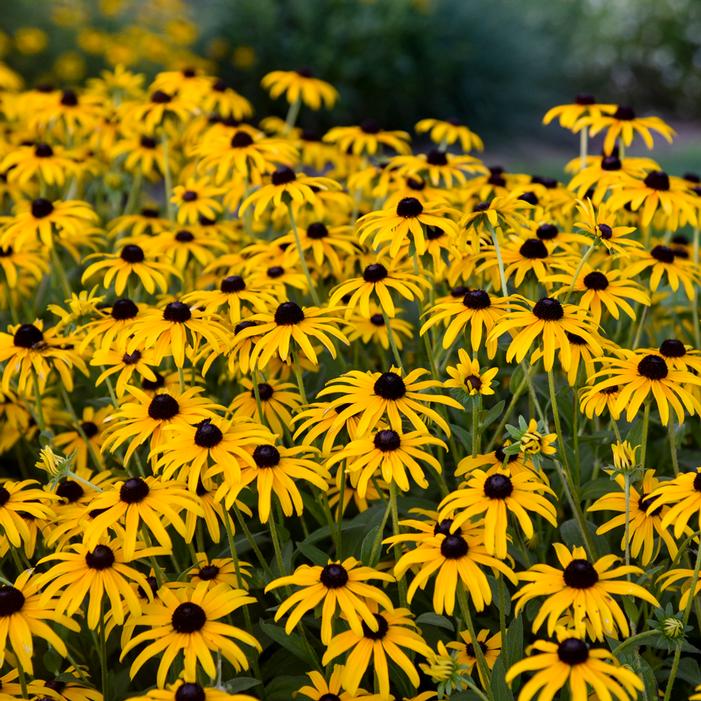 TREASURE TROVE BLACK-EYED SUSAN