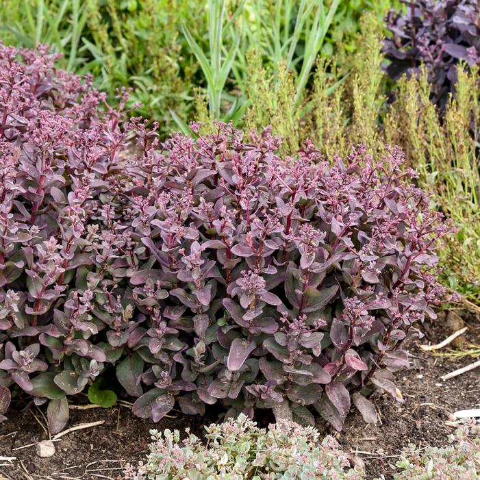 WINEBERRY DELIGHT SEDUM