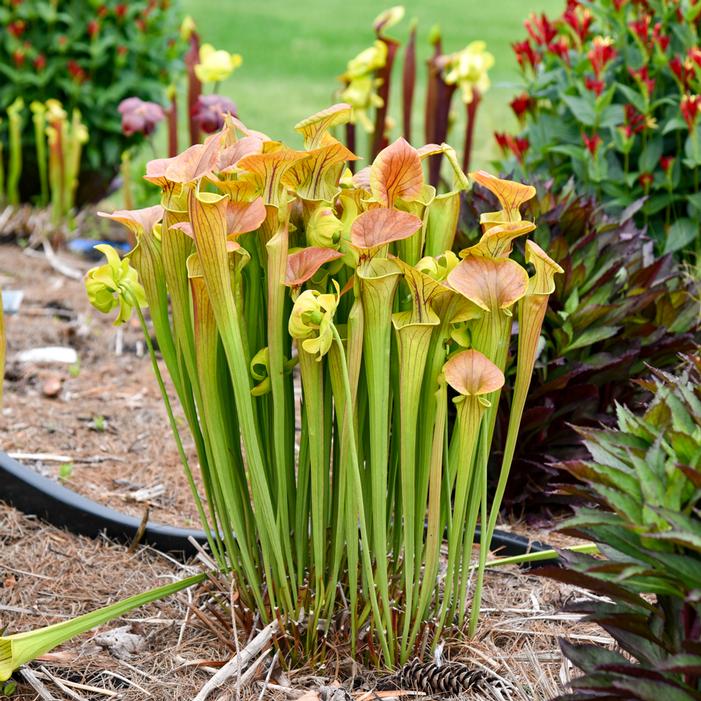 COPPER TOP PITCHER PLANT