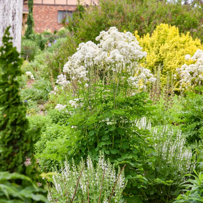 COTTON BALL MEADOW RUE