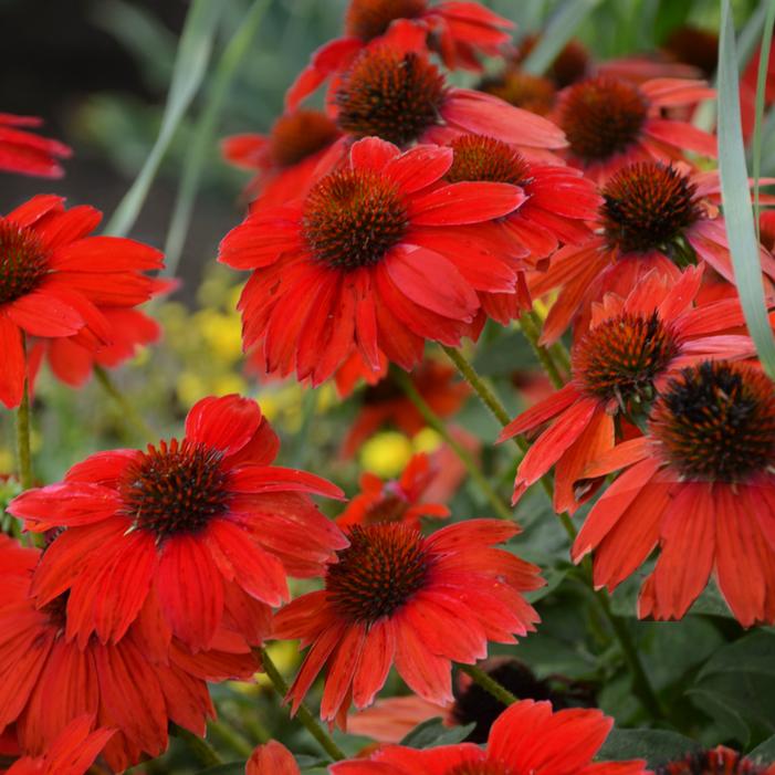 SOMBRERO® SALSA RED CONEFLOWER