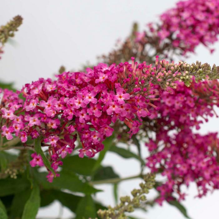 DAPPER® PINK BUTTERFLY BUSH