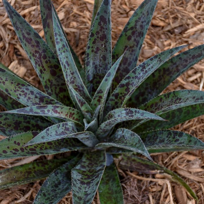 MAD ABOUT MANGAVE® PINEAPPLE EXPRESS MANGAVE