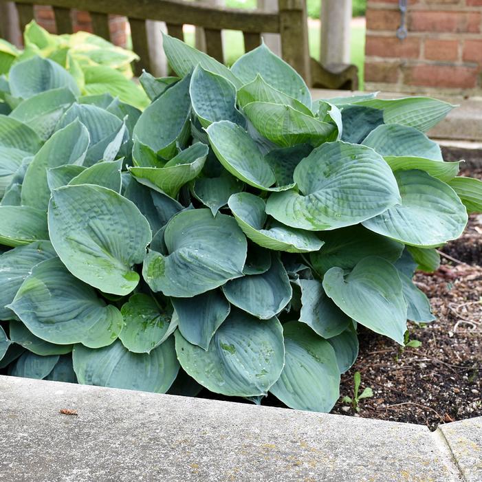 HADSPEN BLUE HOSTA