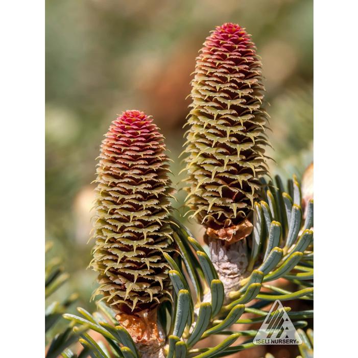 BLUE ESKIMO DWARF KOREAN FIR