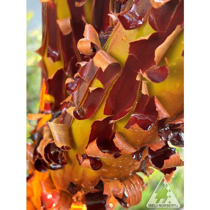 AUSTIN GRIFFITHS MANZANITA