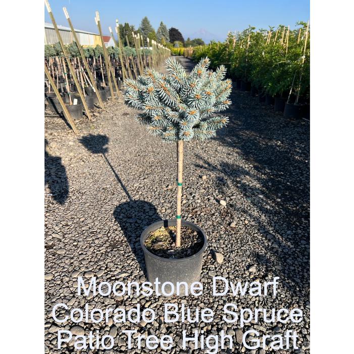 MOONSTONE® DWARF COLORADO BLUE SPRUCE