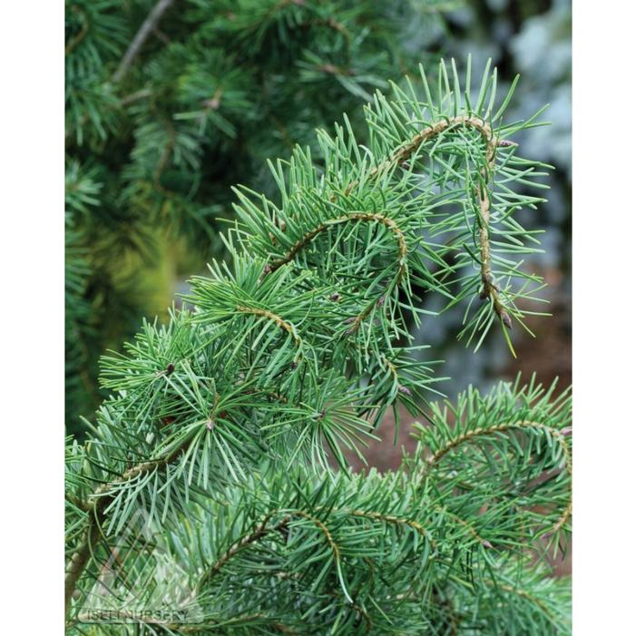 EMERALD TWISTER DOUGLAS FIR