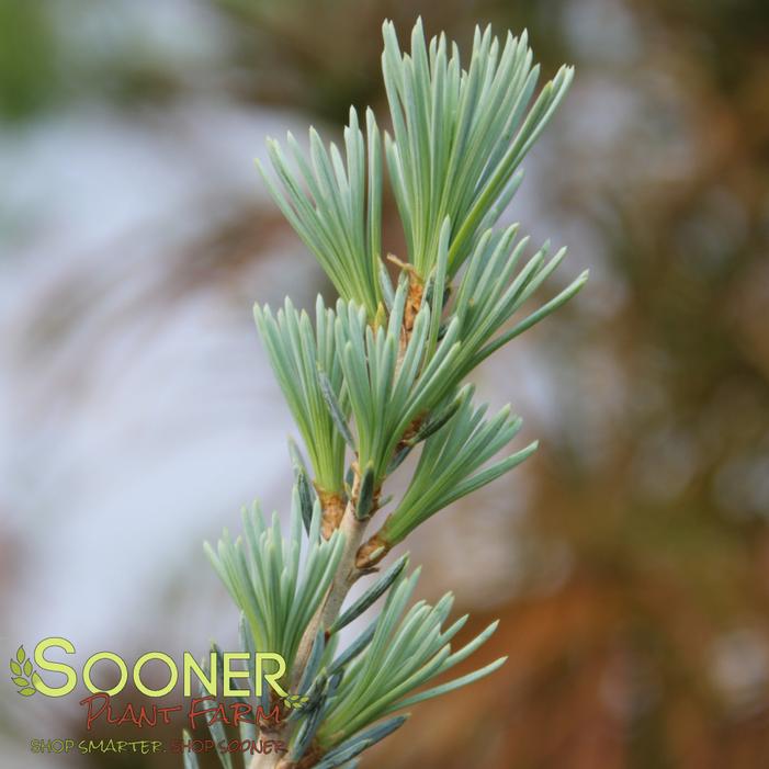 ICE RAIN DEODAR CEDAR