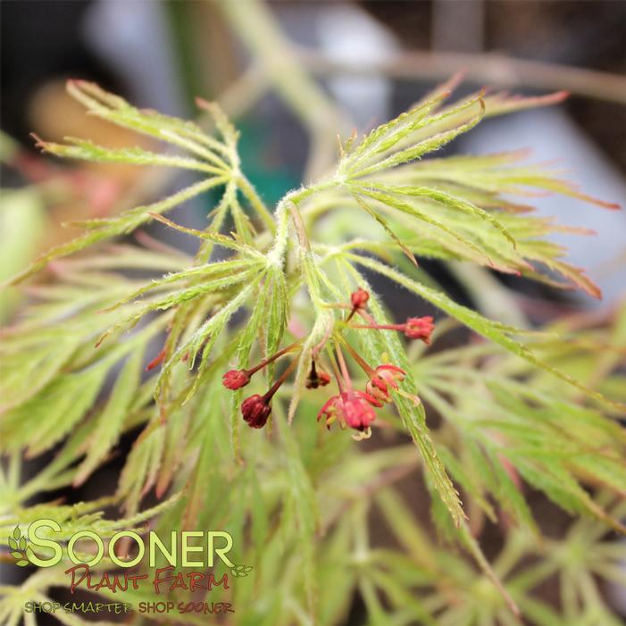 DR. BROWN DWARF WEEPING JAPANESE MAPLE