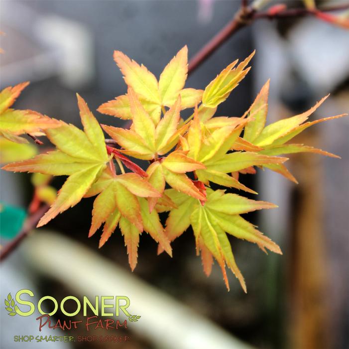 GOLD DIGGER CORAL BARK JAPANESE MAPLE