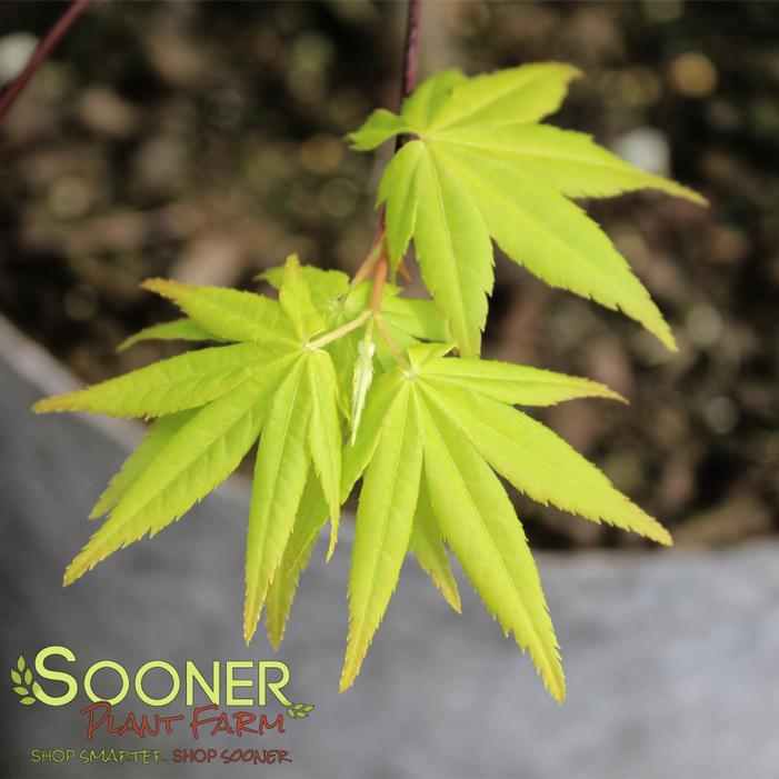 YELLOW CASCADE DWARF WEEPING JAPANESE MAPLE