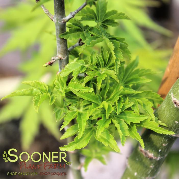 OJISHI DWARF UPRIGHT JAPANESE MAPLE