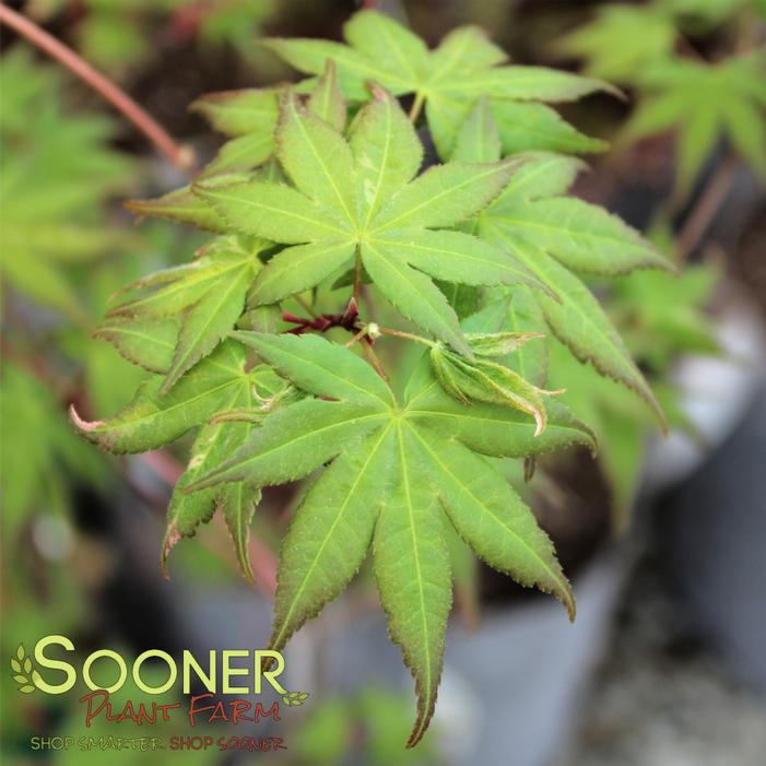 ASAHI ZURU JAPANESE MAPLE