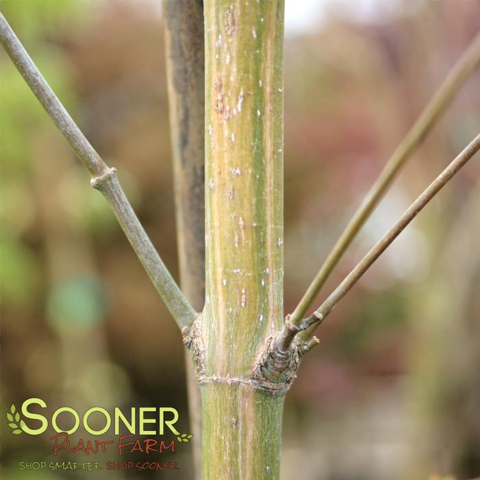UZEN NISHIKI JAPANESE MAPLE