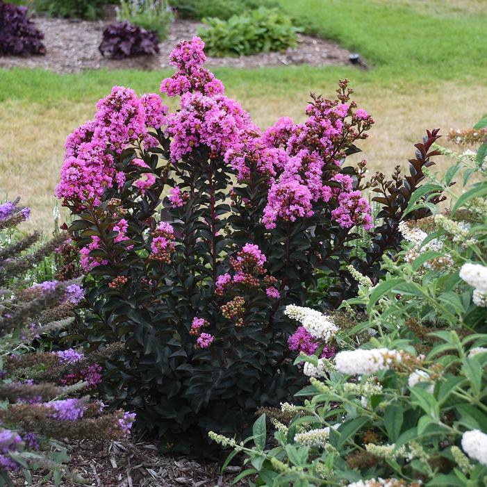 BARISTA® SWEET MACCHIATO CRAPEMYRTLE