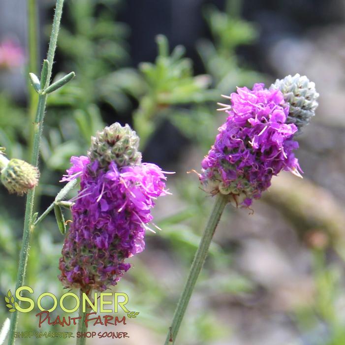 Image property of Sooner Plant Farm, Inc.