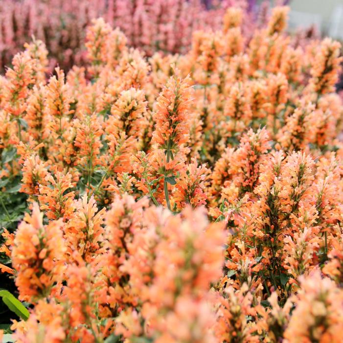 PEACH PEARL HYSSOP