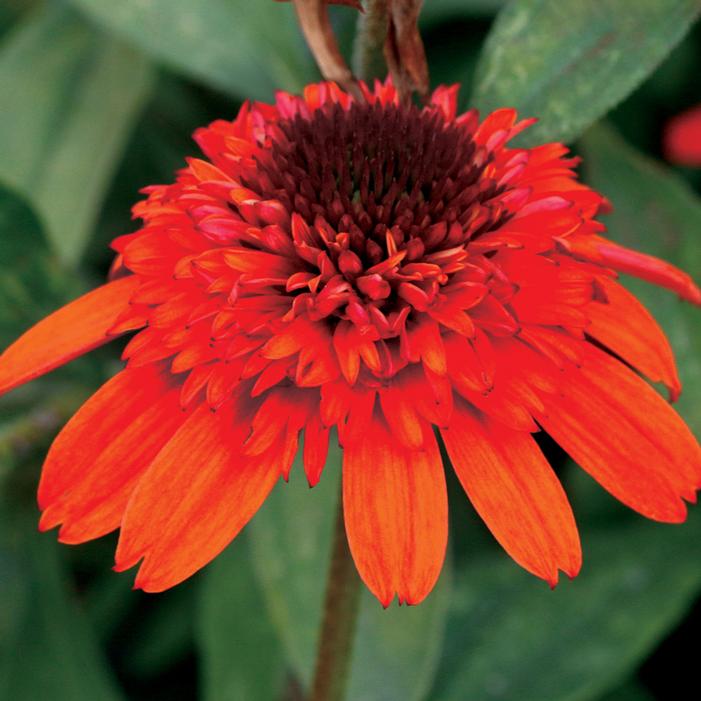 MOAB SUNSET CONEFLOWER